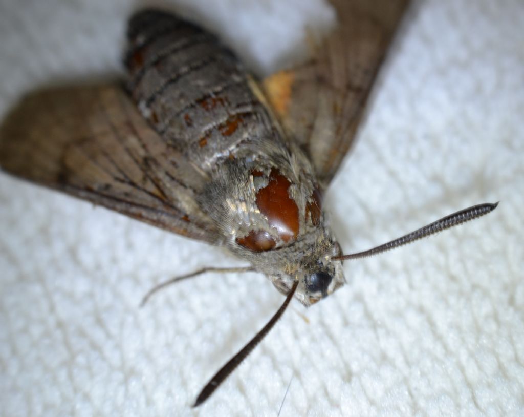 Da identificare - Macroglossum stellatarum